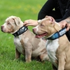 Picture of Bestia Sport Dog Cami Collar fast release